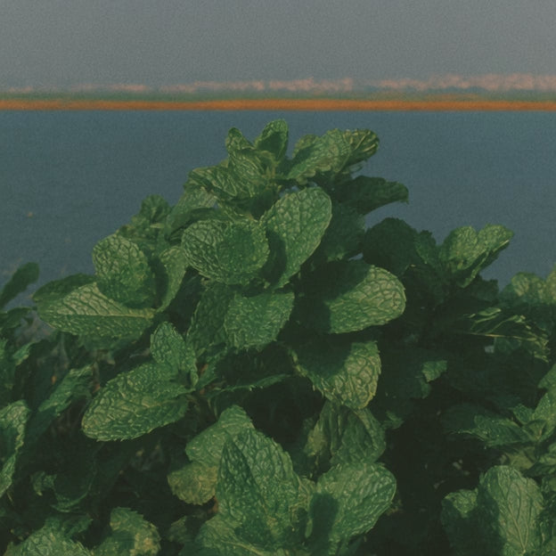 OUMA Care, No. 003 Forest Soap Bar Mint Videp